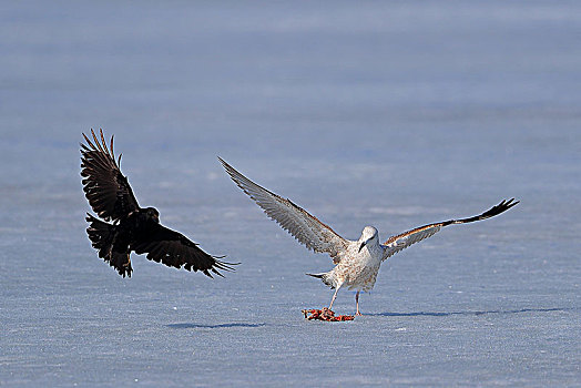 北极鸥与小嘴乌鸦争食