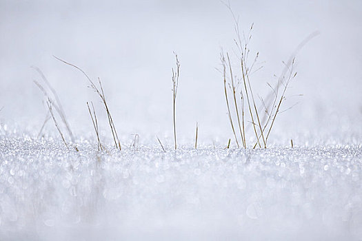 积雪,草