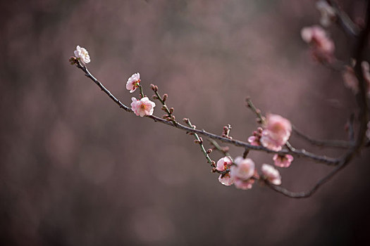 腊月,梅花,摄于深圳