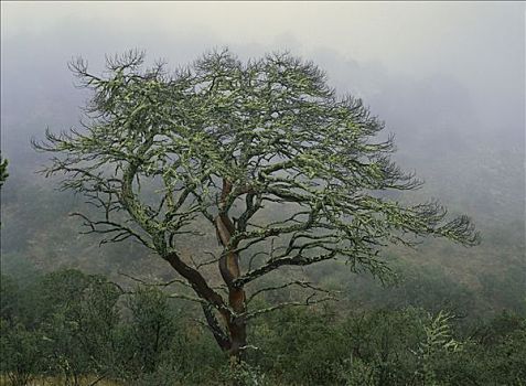 树,雾状,地点,科阿韦拉州,墨西哥