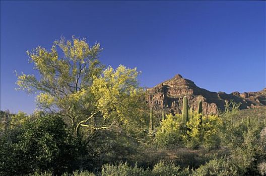 美国,亚利桑那,管风琴仙人掌国家保护区,巨柱仙人掌,山,背景