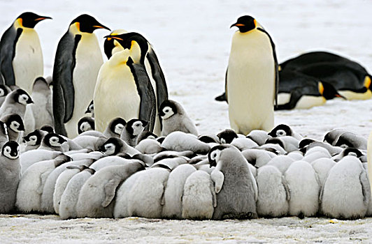 南极,威德尔海,雪丘岛,帝企鹅,幼禽,簇拥,保暖