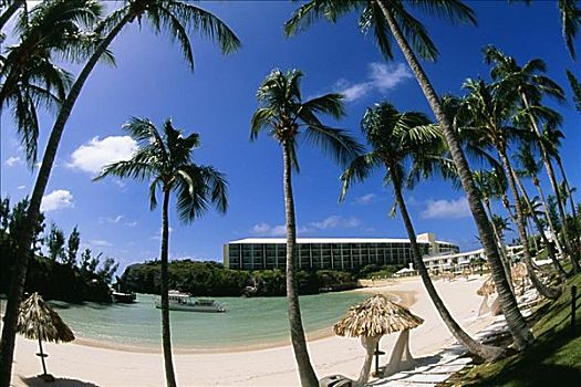 仰视,棕榈树,海滩,百慕大