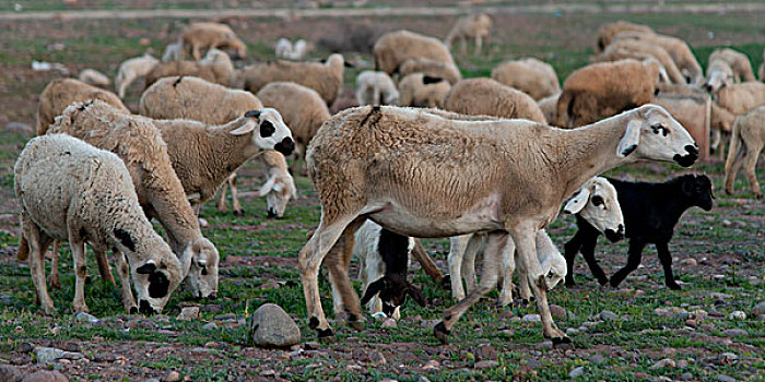 羊群,放牧,地点,摩洛哥