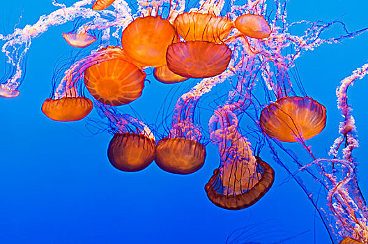 海洋,荨麻,蒙特利湾,水族箱,蒙特里,加利福尼亚,美国