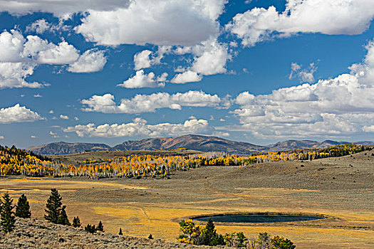 美国,犹他,国家森林,风景,山,树,画廊,大幅,尺寸