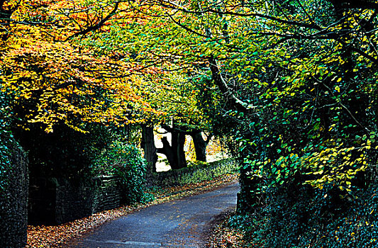 弯路,秋天,树