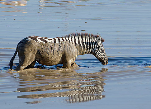 白氏斑马,马,斑马,泥,水,小动物,水坑,埃托沙国家公园,纳米比亚,非洲