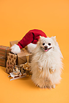 狗,圣诞礼盒,圣诞帽,黄色背景