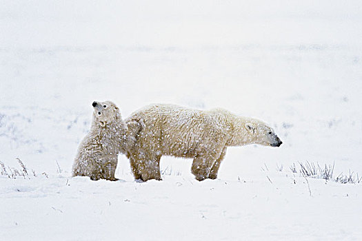 北极熊,母亲,幼兽,暴风雪,丘吉尔市,加拿大