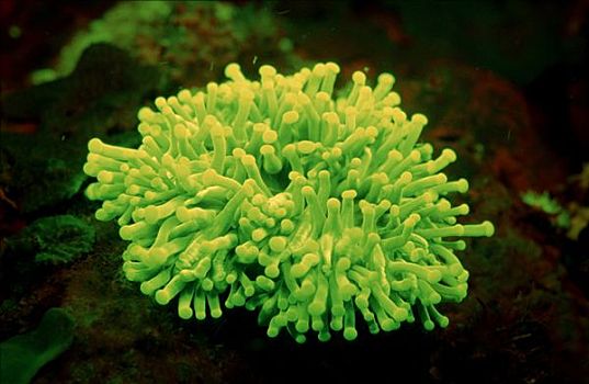 海葵,珊瑚