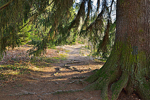 针叶树,小路,黑森州,德国