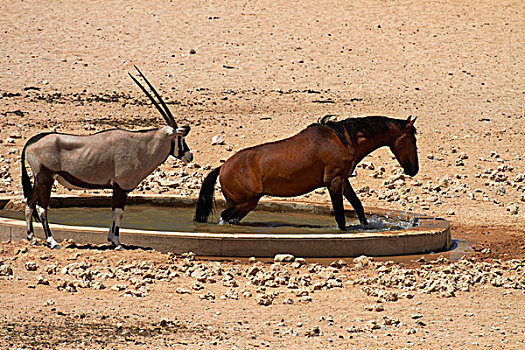 野马,南非大羚羊,长角羚羊,水坑,纳米比诺克陆夫国家公园,靠近,南方,纳米比亚,非洲