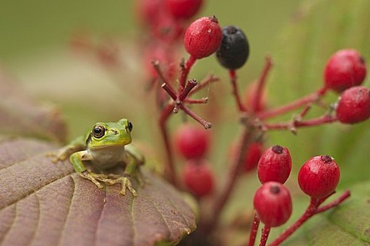 青蛙,红色,水果