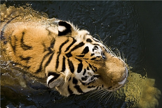 游泳,虎