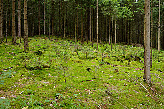 针叶树,树林,普拉蒂纳特,巴伐利亚,德国