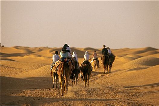 突尼斯,区域,骆驼,骑手