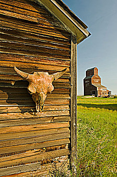水牛,头骨,老建筑,城镇,萨斯喀彻温,加拿大