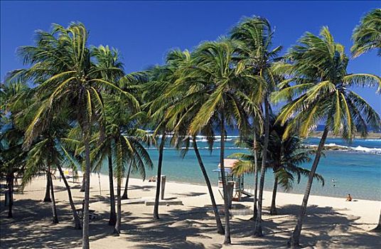 海滩,棕榈树,圣胡安,波多黎各,加勒比海