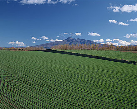 山,冬天,小麦