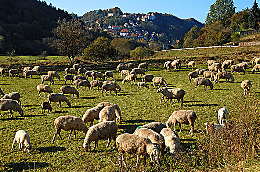 羊群,草场,城堡,背影,上弗兰科尼亚,巴伐利亚,德国,欧洲