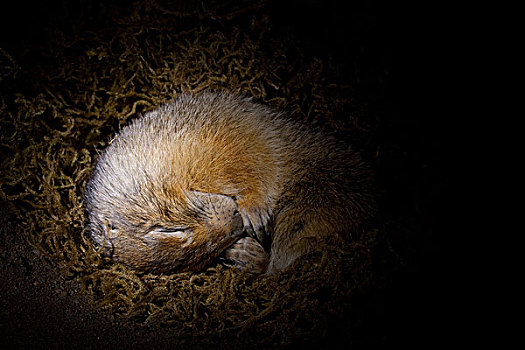 北极松鼠,冬眠,洞穴,费尔班克斯,阿拉斯加