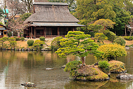 日本,熊本,花园,茶园