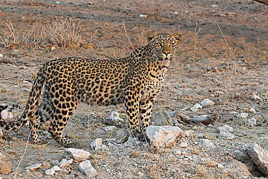 豹,埃托沙国家公园,纳米比亚,非洲