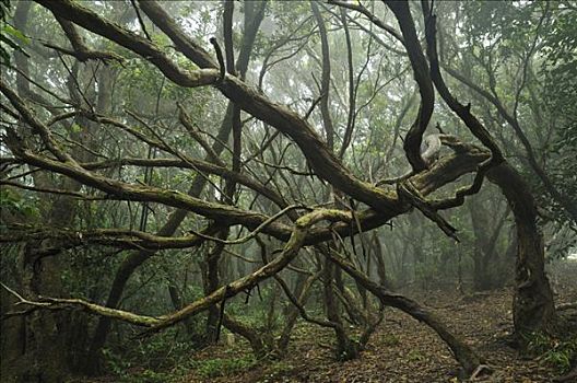 树林,特内里费岛,加纳利群岛,西班牙