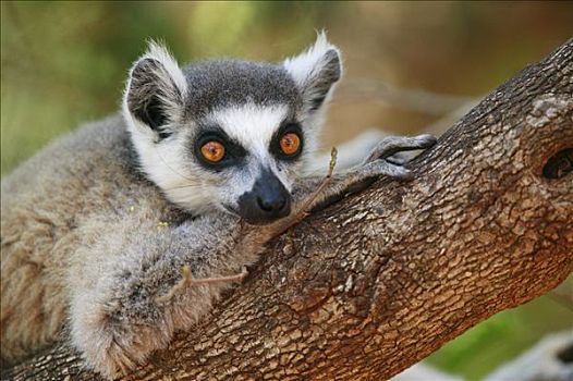 节尾狐猴,狐猴,休息,枝条,脆弱,贝伦提私人保护区,马达加斯加
