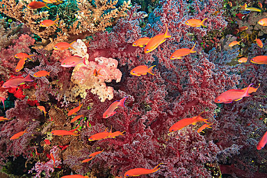 鱼群,金拟花鲈,靠近,活力,彩色,健康,珊瑚礁,水,维提岛,斐济,南太平洋