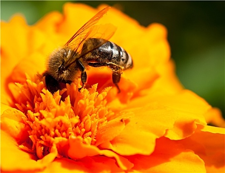 蜜蜂,万寿菊