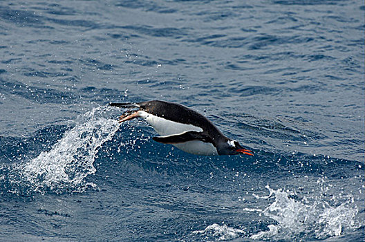 巴布亚企鹅,企鹅,成年,水面急行,跳跃,水,库珀湾,南乔治亚,大西洋