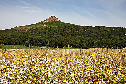 顶峰,顶端,山,白色,野花,土地,仰视,浇料,北约克郡,英格兰