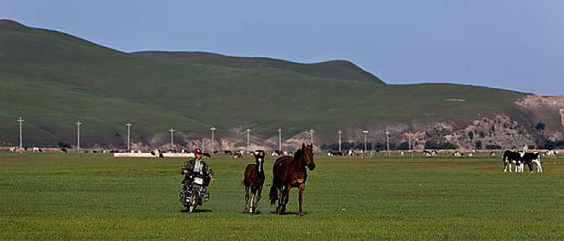 额尔古纳河,恩河,哈马尔河林地