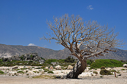 死,橄榄树,克里特岛,希腊,欧洲