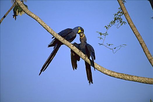 紫蓝金刚鹦鹉,濒危物种,潘塔纳尔生态系统,巴西
