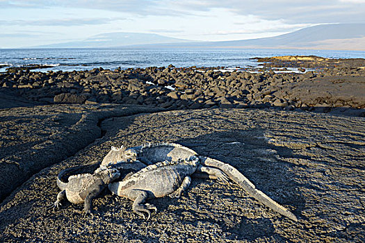海鬣蜥,火山岩,石头,费尔南迪纳岛,加拉帕戈斯群岛,厄瓜多尔,南美