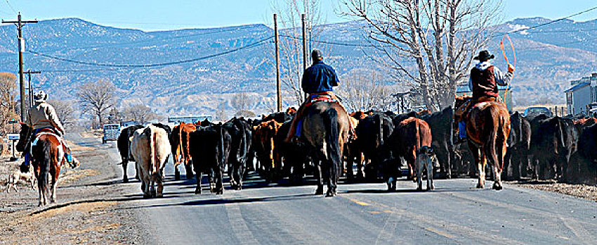 美国,科罗拉多,牛仔,放牧,牛,道路