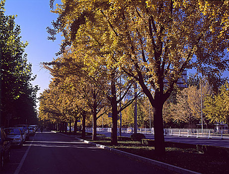 北京银杏树