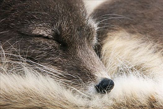 北极狐,女性,睡觉,斯瓦尔巴特群岛,挪威