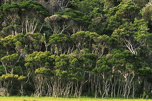 雨林,威尔逊-普勒蒙特利国家公园,维多利亚,澳大利亚