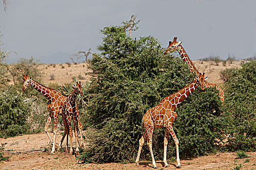 网纹长颈鹿,长颈鹿,群,站立,公园,肯尼亚