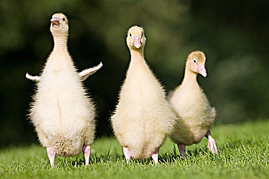 三个,小鹅,走,草地