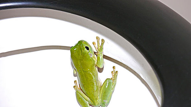 澳大利亚,绿树蛙