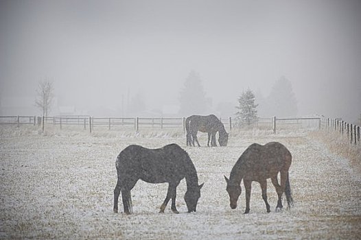 马,牧场,冬天,加拉廷,蒙大拿,美国