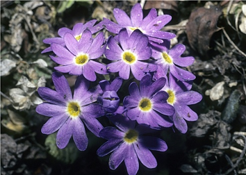 報春花