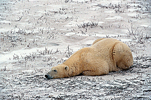 北极熊,卧,雪中,丘吉尔市,哈得逊湾,曼尼托巴,加拿大