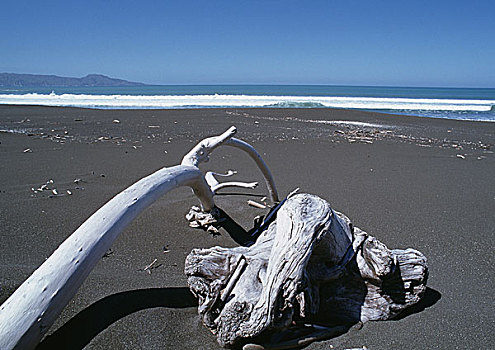 新西兰,浮木,海滩