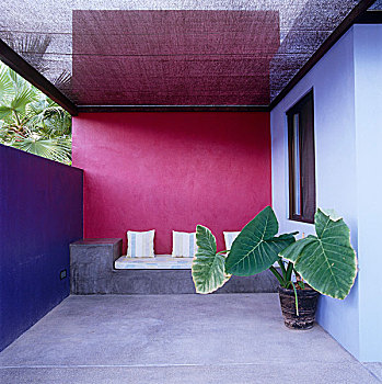 大,热带植物,创作,兴趣,粉色,紫色,墙壁,遮盖,平台,墨西哥